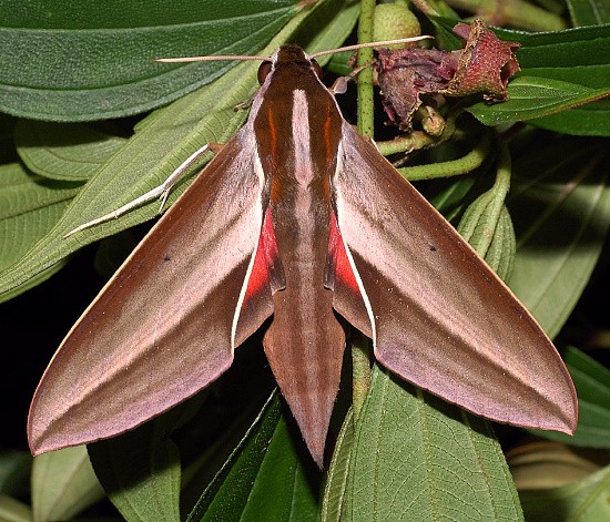 Female Theretra suffusa at rest, Singapore. Photo: &copy; Leong Tzi Ming