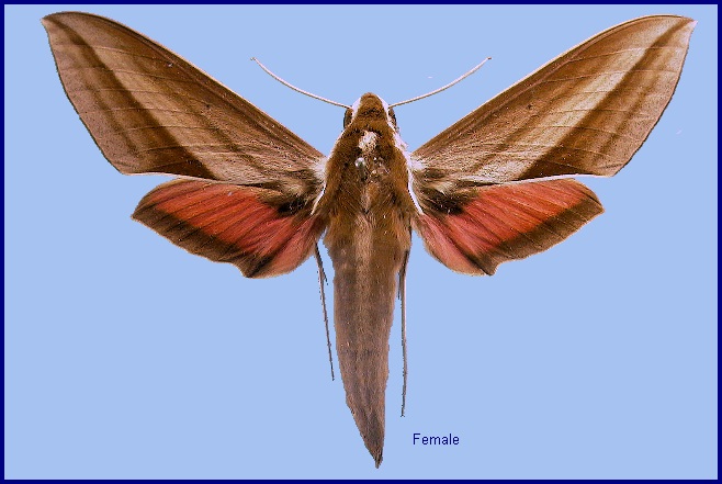 Female Theretra suffusa. Photo: &copy; NHMUK