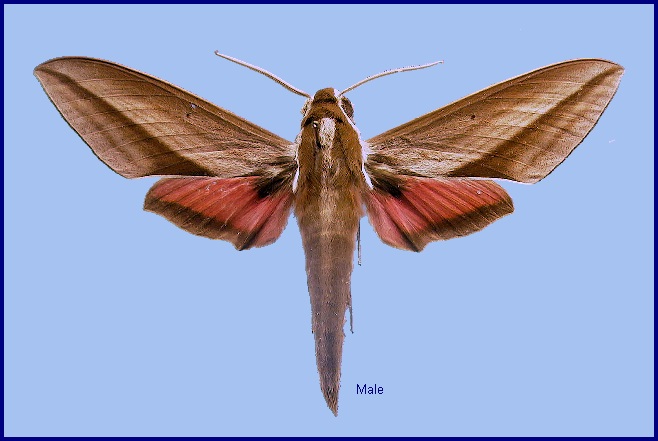 Male Theretra suffusa. Photo: &copy; NHMUK