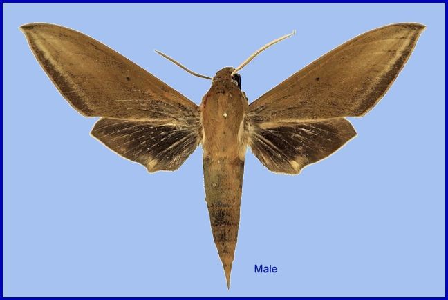 Male Theretra sumatrensis f. mercedes, Mount Tambora, Pancasila, Sumbawa, Lesser Sunda Islands, Nusa Tenggara Barat, Indonesia. Photo: &copy; Robert Young, Sphingidae Taxonomic Inventory, NHMUK