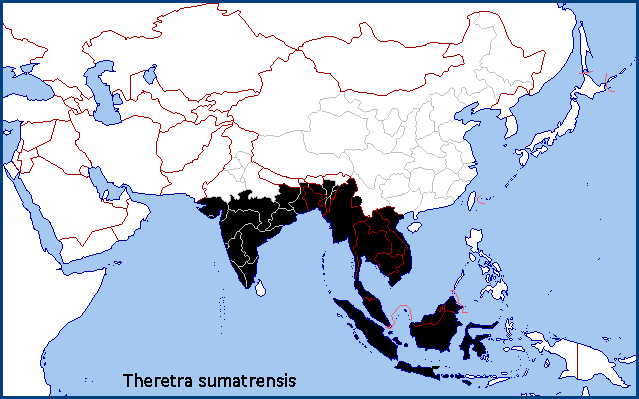 Global distribution of Theretra sumatrensis. Map: &copy; Tony Pittaway.