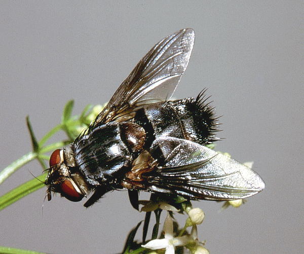 Tachinid fly (Blepharipa sp.) reared from a pupa, Mt. Huang Shan, Anhui, China. Photo: &copy; Tony Pittaway