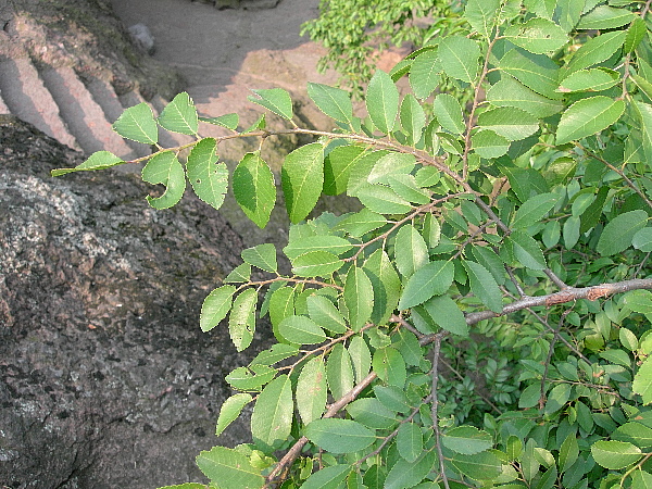Ulmus pumilus, Hangzhou, Zhejiang, China. Photo: &copy; Tony Pittaway.