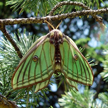 Female Actias isabellae, Canton Valais, Switzerland. Photo: &copy; Heinz Rothacher.