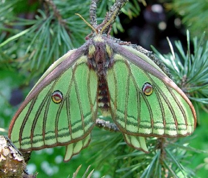 Female Actias isabellae, Canton Valais, Switzerland. Photo: &copy; Heinz Rothacher.