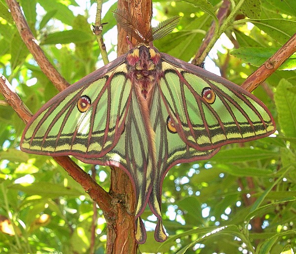Alert male Actias isabellae, Canton Valais, Switzerland. Photo: &copy; Tony Pittaway.