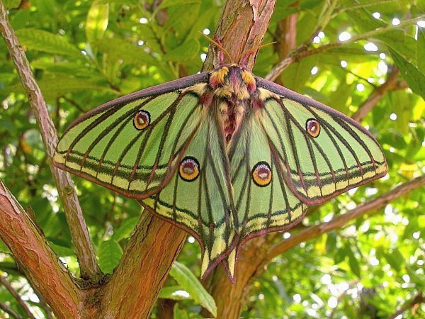 Female Actias isabellae, Canton Valais, Switzerland. Photo: &copy; Tony Pittaway.