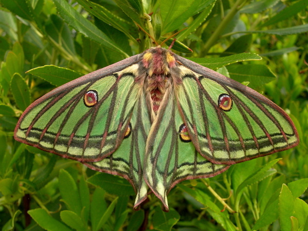 Resting female Actias isabellae, Canton Valais, Switzerland. Photo: &copy; Tony Pittaway.
