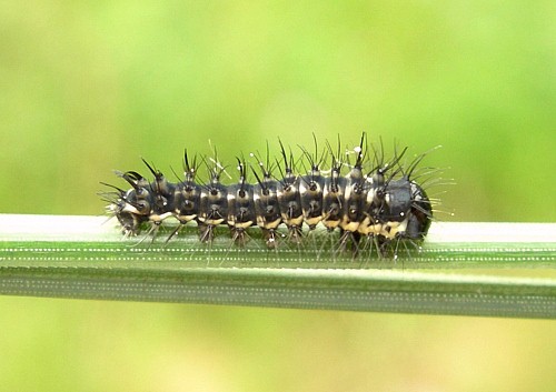 First instar larva of Actias isabellae, Canton Valais, Switzerland. Photo: &copy; Tony Pittaway.