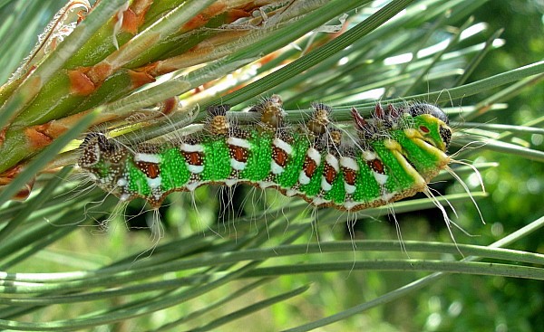 Final instar larva of Actias isabellae, Canton Valais, Switzerland. Photo: &copy; Tony Pittaway.