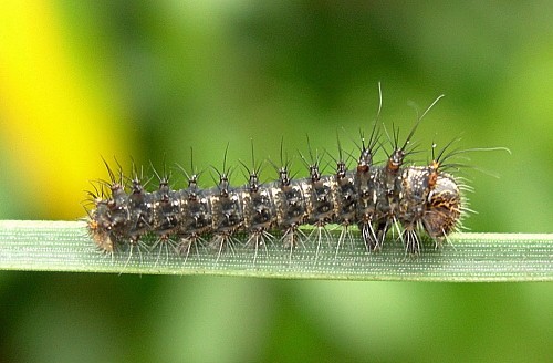 Early second instar larva of Actias isabellae, Canton Valais, Switzerland. Photo: &copy; Tony Pittaway.