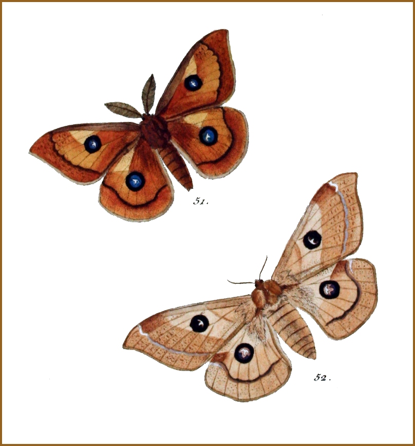 Part of a plate from H�bner (1796). The male is f. <i>cupreola</i> Werner, 1902.