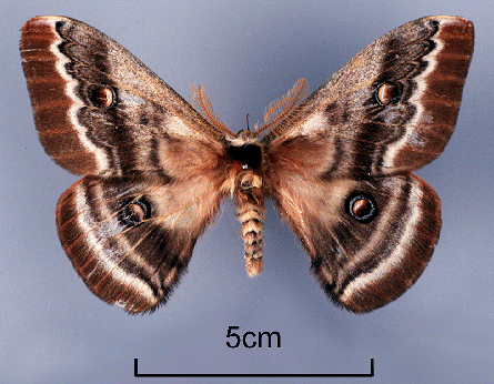 Paratype male of Neoris codyi, 'Bulachi', Kashmir, Pakistan [Balochi/Bulochi Village, Astor/Astore Valley, Astore District, Gilgit-Baltistan, Pakistan]. Photo: &copy; Ric Peigler