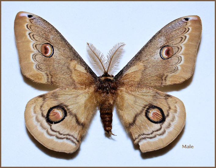 Male Neoris huttoni galeropa, Bast�m village, E. Marzan-Ab�d, Ch�lous road, M�zandar�n Province, N. Iran, 2500m, 23.x.2000, leg. M. D�lsh�d. Photo: &copy; Pay�m Z�hz�d.