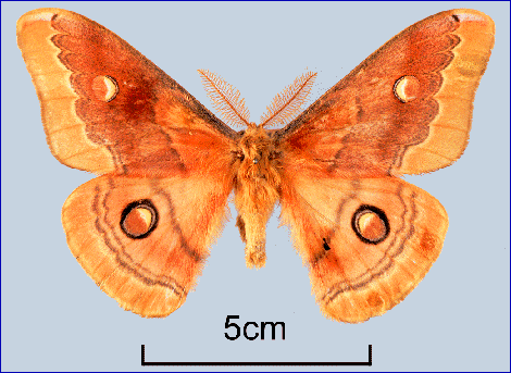 Male Neoris huttoni huttoni (brown form), Himachal Pradesh, India. Photo: &copy; Ric Peigler.