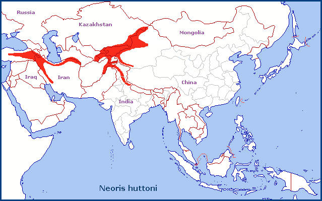 Global distribution of Neoris huttoni. Map: &copy; Tony Pittaway.