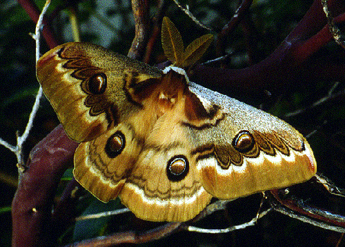 Male Neoris huttoni naessigi, E. Turkey. Photo: &copy; Chris Conlan.