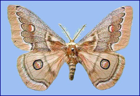 Male Neoris huttoni shadulla, Tian Shan, Uzbekistan, Babatag Mts. 1700m. Photo: &copy; Andrey Timchenko.