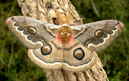 Male Neoris huttoni shadulla (upperside), Bishkek, Kyrgyzstan. Photo: &copy; Tony Pittaway.