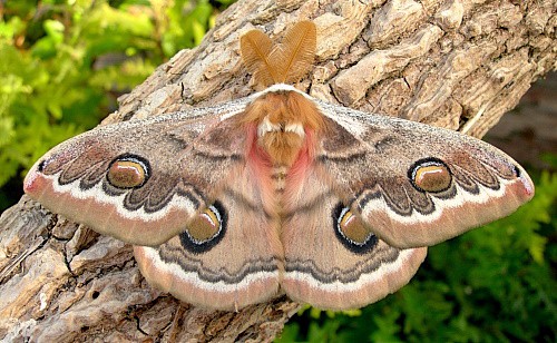 Male Neoris huttoni shadulla (upperside, rosy form), Bishkek, Kyrgyzstan. Photo: &copy; Tony Pittaway.