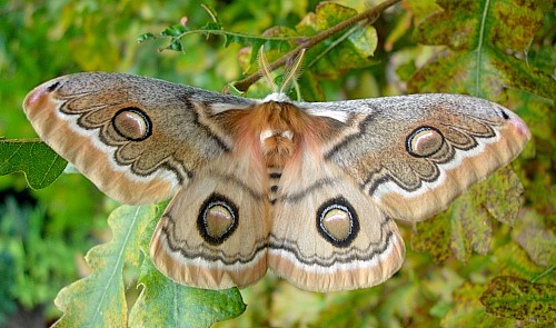 Female Neoris huttoni shadulla (upperside), Bishkek, Kyrgyzstan. Photo: &copy; Tony Pittaway.