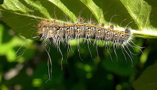 Third instar larva of Neoris huttoni shadulla, Bishkek, Kyrgyzstan. Photo: &copy; Tony Pittaway.