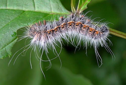 Part-grown fourth instar larva (dark form) of Neoris huttoni shadulla, Bishkek, Kyrgyzstan. Photo: &copy; Tony Pittaway.