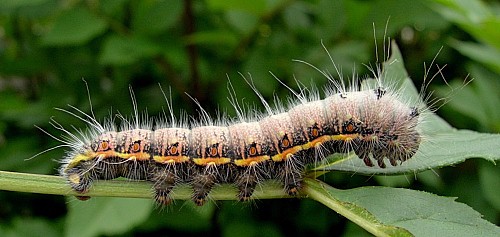Final instar dark form larva of Neoris huttoni shadulla, Bishkek, Kyrgyzstan. Photo: &copy; Tony Pittaway.