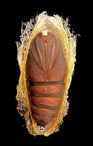 Male pupa of Neoris huttoni shadulla, Bishkek, Kyrgyzstan. Photo: &copy; Tony Pittaway.