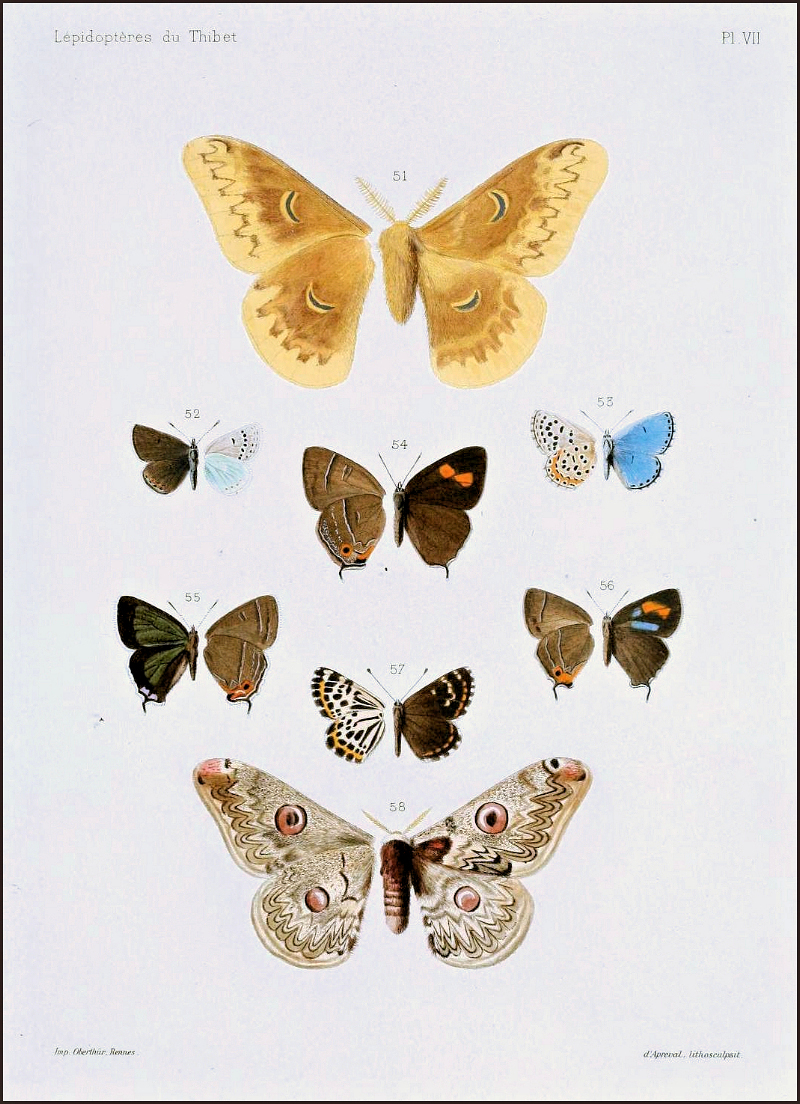 A plate from Oberth�r (1886).