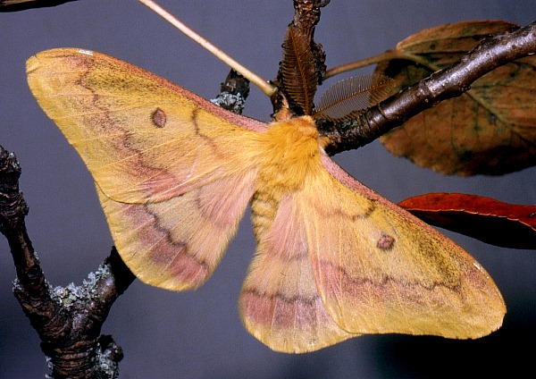 Male Perisomena caecigena, Krk Island, Croatia. Photo: &copy; Tony Pittaway.