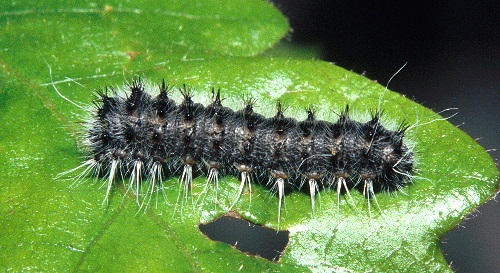 Second instar larva of Perisomena caecigena. Photo: &copy; Tony Pittaway.