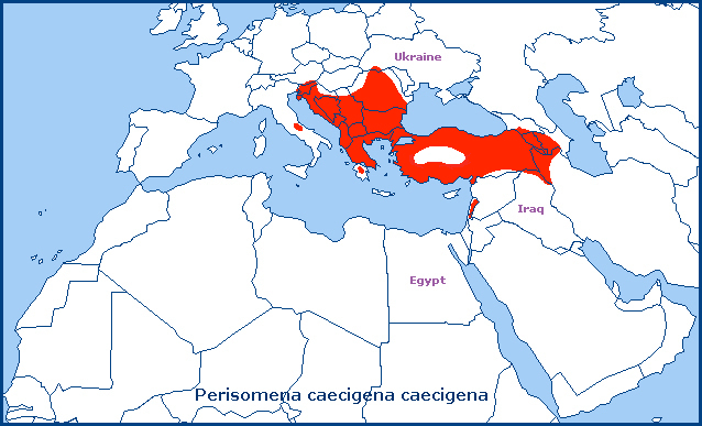 Global distribution of Perisomena caecigena caecigena. Map: &copy; Tony Pittaway.