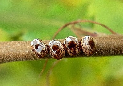 Eggs of Perisomena caecigena, Krk Island, Croatia. Photo: &copy; Tony Pittaway.