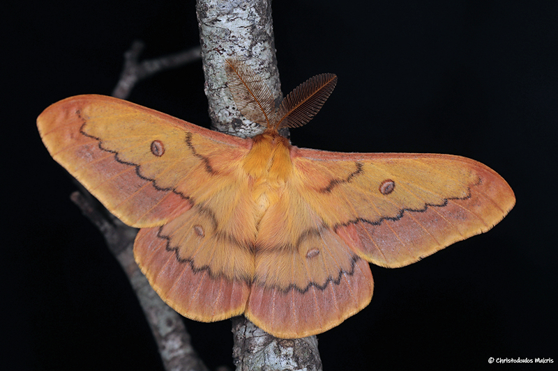 Male Perisomena caecigena stroehlei, Mylikouri, Cyprus, 29.x.2022. Photo: &copy; Christodoulos Makris.