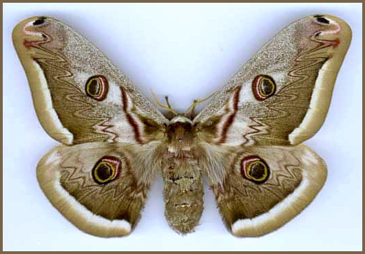 Female Saturnia atlantica, North Africa. Photo: &copy; Reinhart Roehrig.