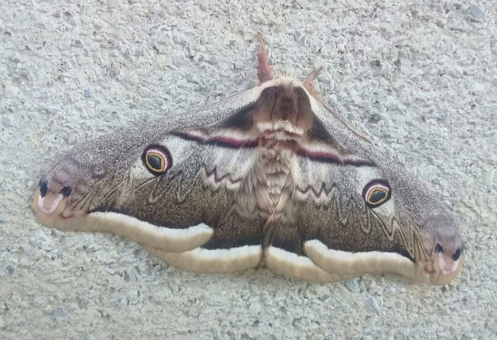 Male Saturnia atlantica, Tigwelmamin, Makouda, Algeria, 22.ii.2020. Photo: &copy; Rosslen.