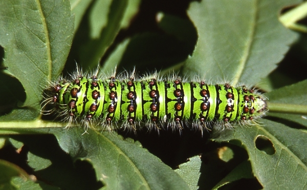 Final instar larva of Saturnia cephalariae, Kop Dagi (2200m), Bayburt Province, Turkey, 20.vii.2006. Photo: &copy; Emmanuel Ruiz.