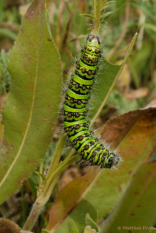 Final instar larva of Saturnia cephalariae, Gegharkunik, Armenia, 3.viii.2007. Photo: &copy; Mathias Prat.