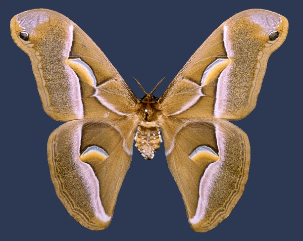 Male Samia cynthia cynthia, Italy. Photo: &copy; Tony Pittaway.