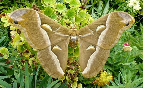Female Samia cynthia cynthia (washed-out form), Bagnacavallo, Emilia-Romagna, Italy. Photo: &copy; Tony Pittaway.
