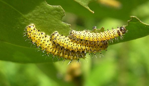 First and second instar larvae of Samia cynthia cynthia, Italy. Photo: &copy; Tony Pittaway.