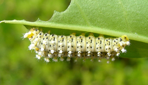 Third instar larvae of Samia cynthia cynthia, Italy. Photo: &copy; Tony Pittaway.