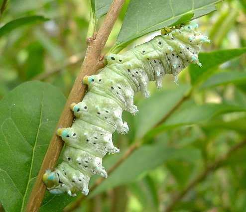 Full-grown larva of Samia cynthia cynthia, Italy. Photo: &copy; Tony Pittaway.