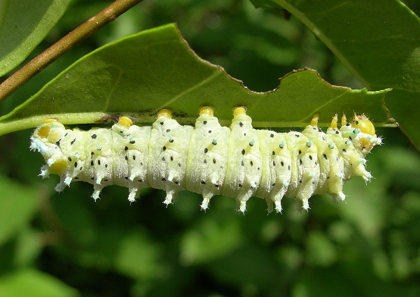 Fourth instar larvae of Samia cynthia cynthia, Italy. Photo: &copy; Tony Pittaway.