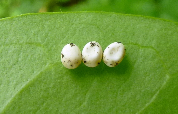 Eggs of Samia cynthia cynthia, Bagnacavallo, Emilia-Romagna, Italy. Photo: &copy; Tony Pittaway.