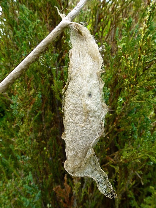 Cocoon of Samia cynthia cynthia, Bagnacavallo, Emilia-Romagna, Italy. Photo: &copy; Tony Pittaway.