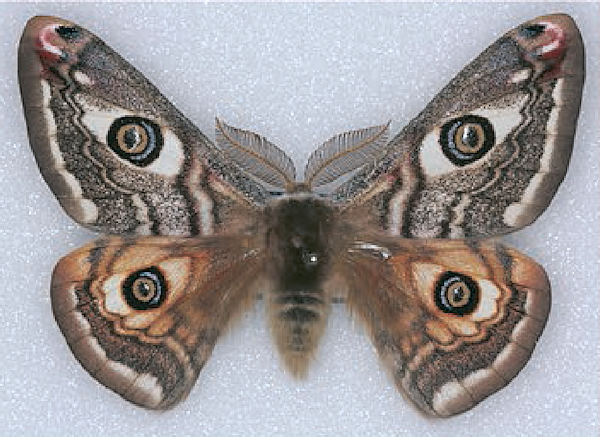 Male Saturnia josephinae (dark form), Mazag&oacute;n area, Andalucia, Spain. Photo: &copy; Werner Bruer.