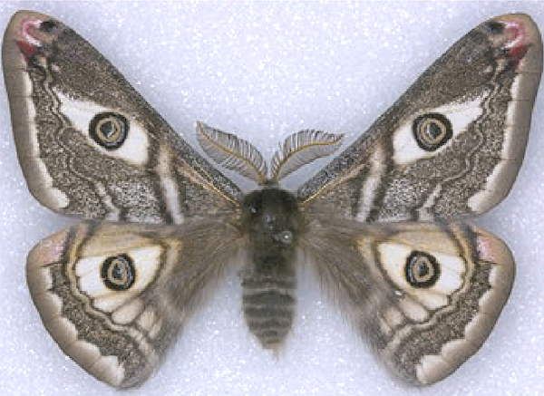 Male Saturnia josephinae (pale form), Mazag&oacute;n area, Andalucia, Spain. Photo: &copy; Werner Bruer.
