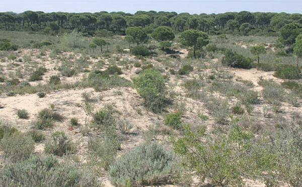 Typical habitat of Saturnia josephinae, La Algaida area, Andalucia, Spain. Photo: &copy; Werner Bruer.